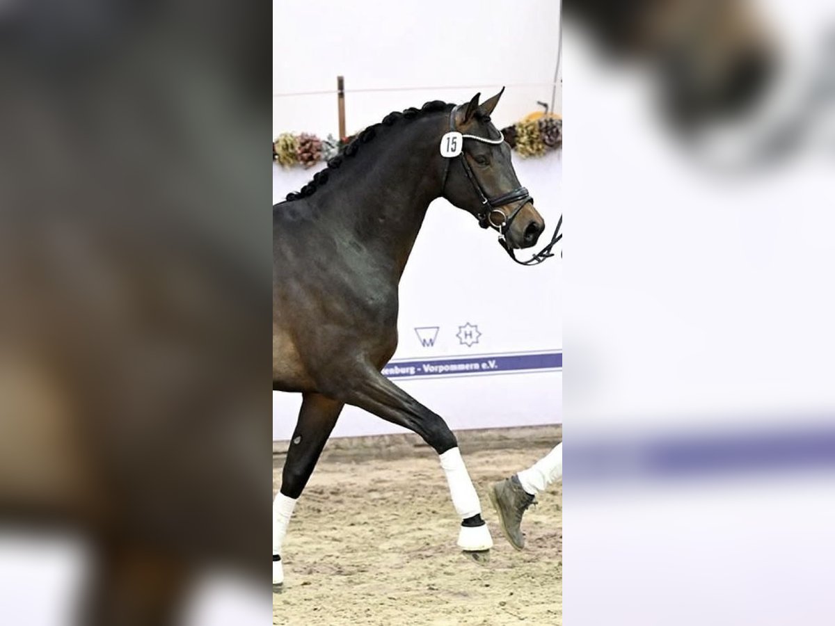 Mecklenburg Stallone 2 Anni 170 cm Baio nero in P&#xF6;lchow