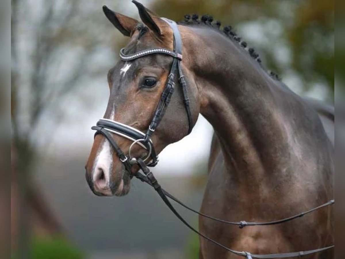 Mecklenburg Stallone 3 Anni 167 cm Baio scuro in Siedenbrünzow