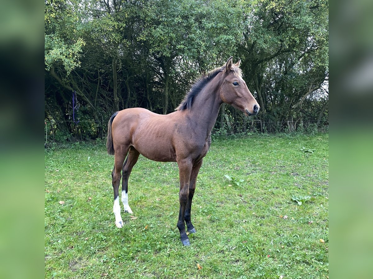 Mecklenburg Stallone Puledri (04/2024) 165 cm Baio in Klütz