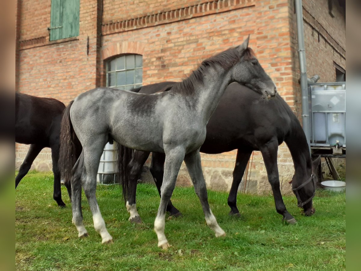 Mecklenburg Stallone Puledri (04/2024) Grigio in Völschow