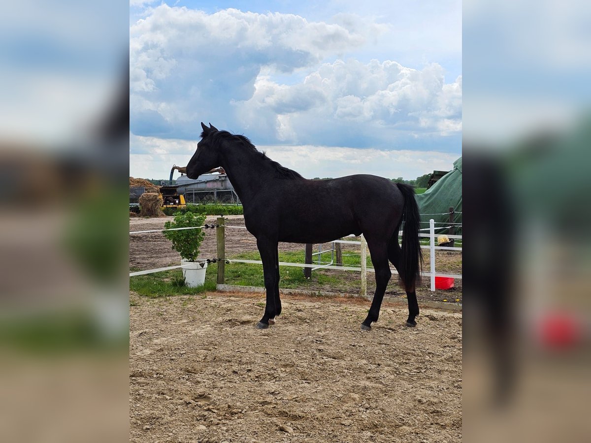 Mecklenburg-varmblod Hingst 2 år 169 cm Svart in Gudow