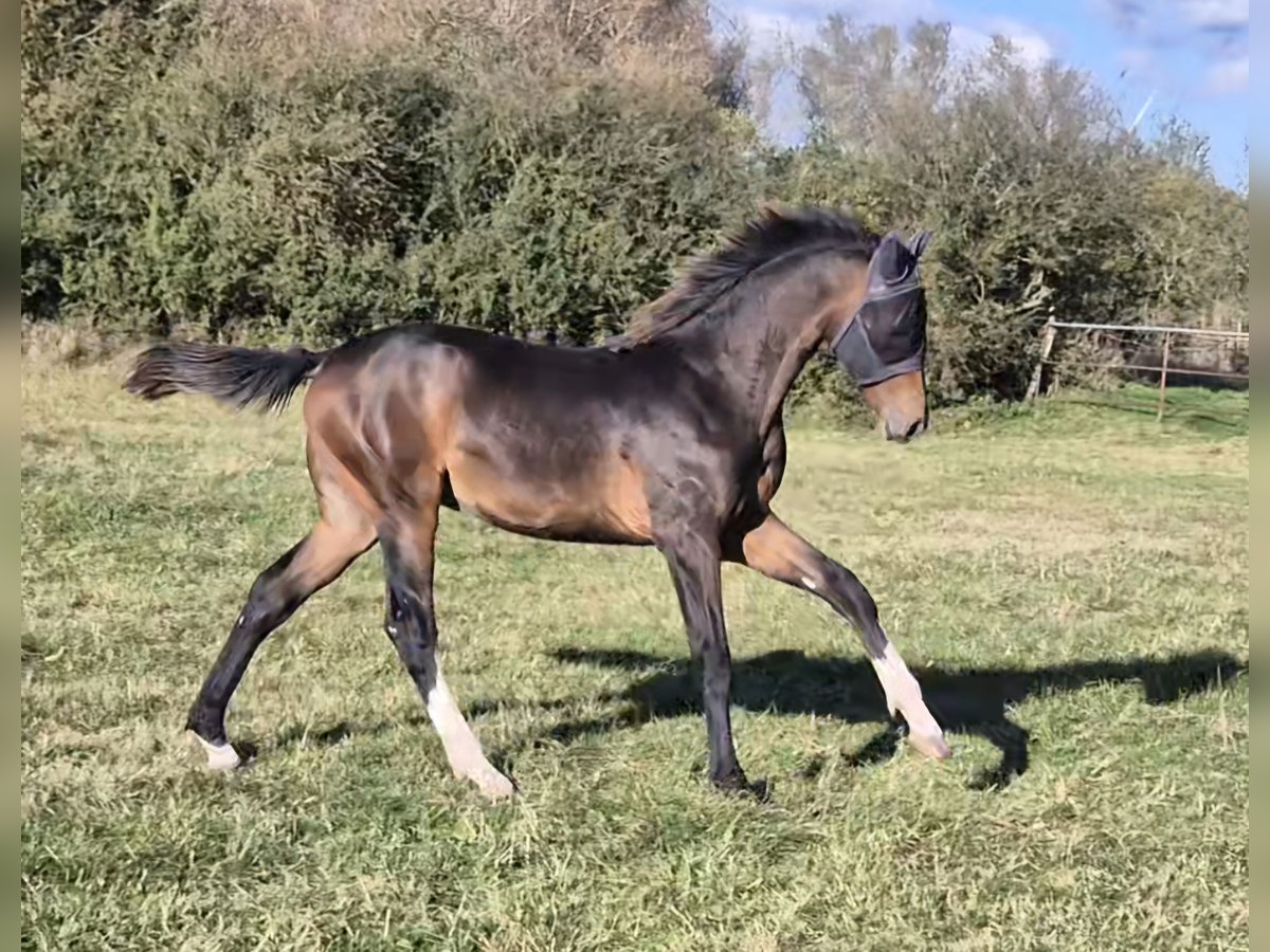 Mecklenburg-varmblod Hingst Föl (03/2024) 148 cm Mörkbrun in Schlagsdorf