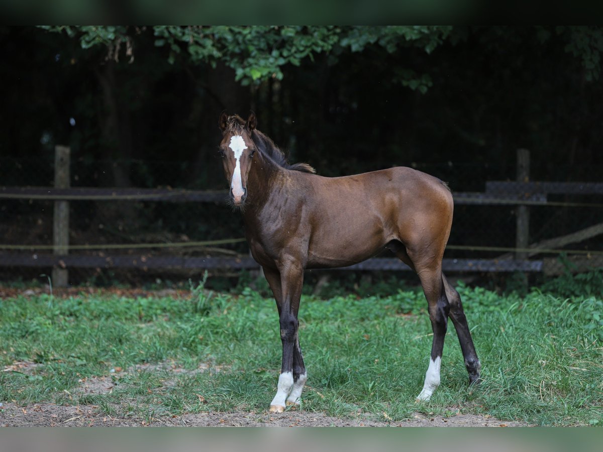 Mecklenburg-varmblod Blandning Hingst Föl (04/2024) 165 cm Brun in Dargen