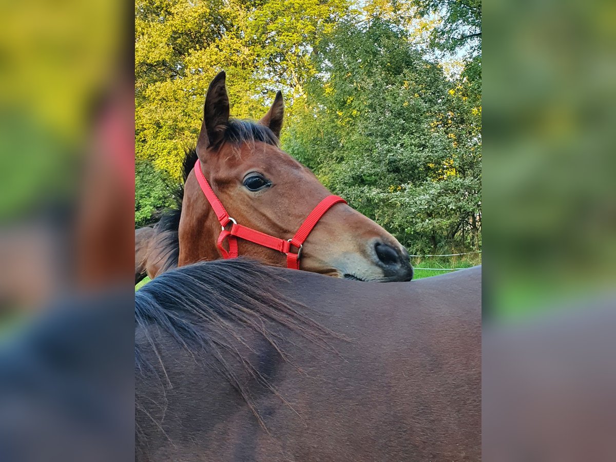 Mecklenburg-varmblod Hingst Föl (05/2024) Brun in Luckau