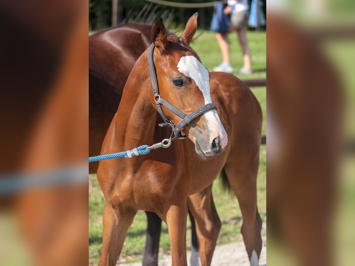 Mecklenburg-varmblod Hingst Föl (04/2024) Brun in Penzlin