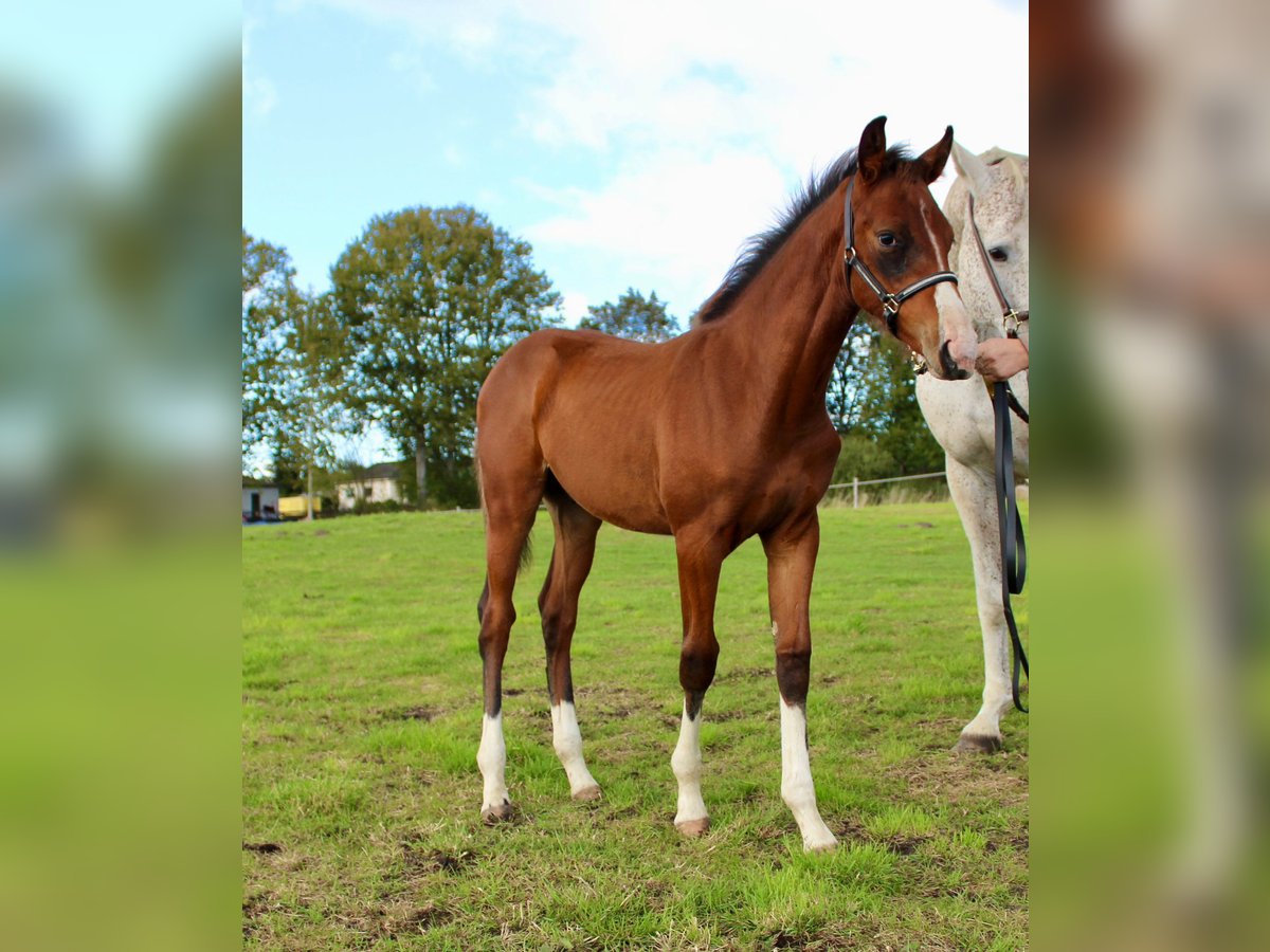 Mecklenburg-varmblod Hingst Föl (06/2024) Brun in Stavenhagen, Reuterstadt