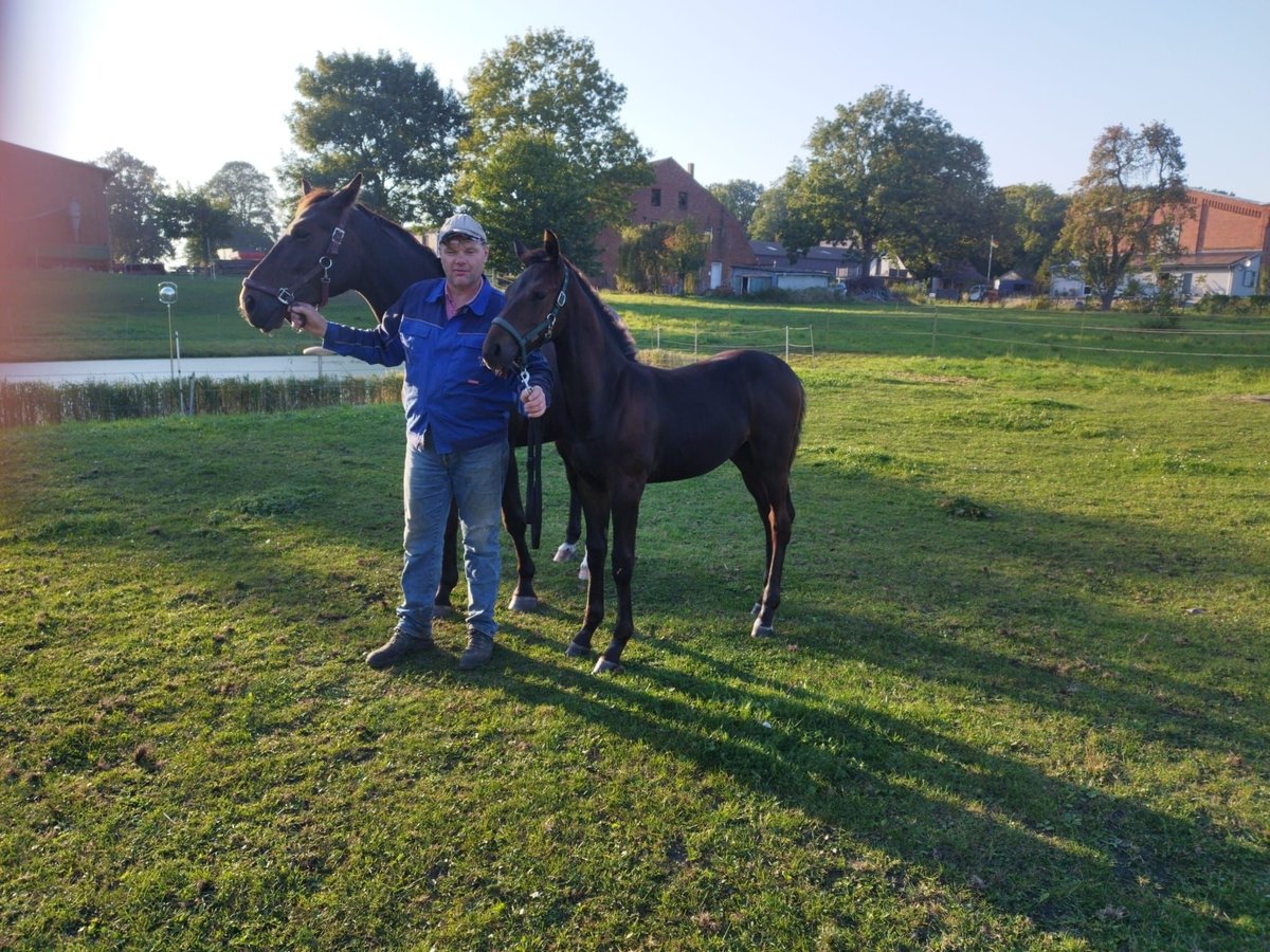 Mecklenburg-varmblod Hingst Föl (05/2024) in Berglase Samtens