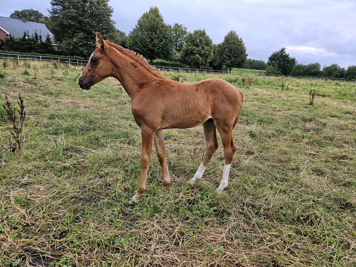 Mecklenburg-varmblod Hingst Föl (06/2024) fux in Hemdingen