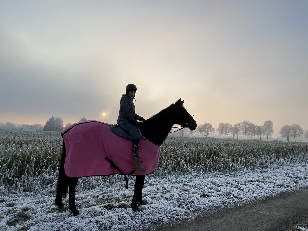 Mecklenburg-varmblod Sto 20 år 164 cm Mörkbrun in Kirchlengern