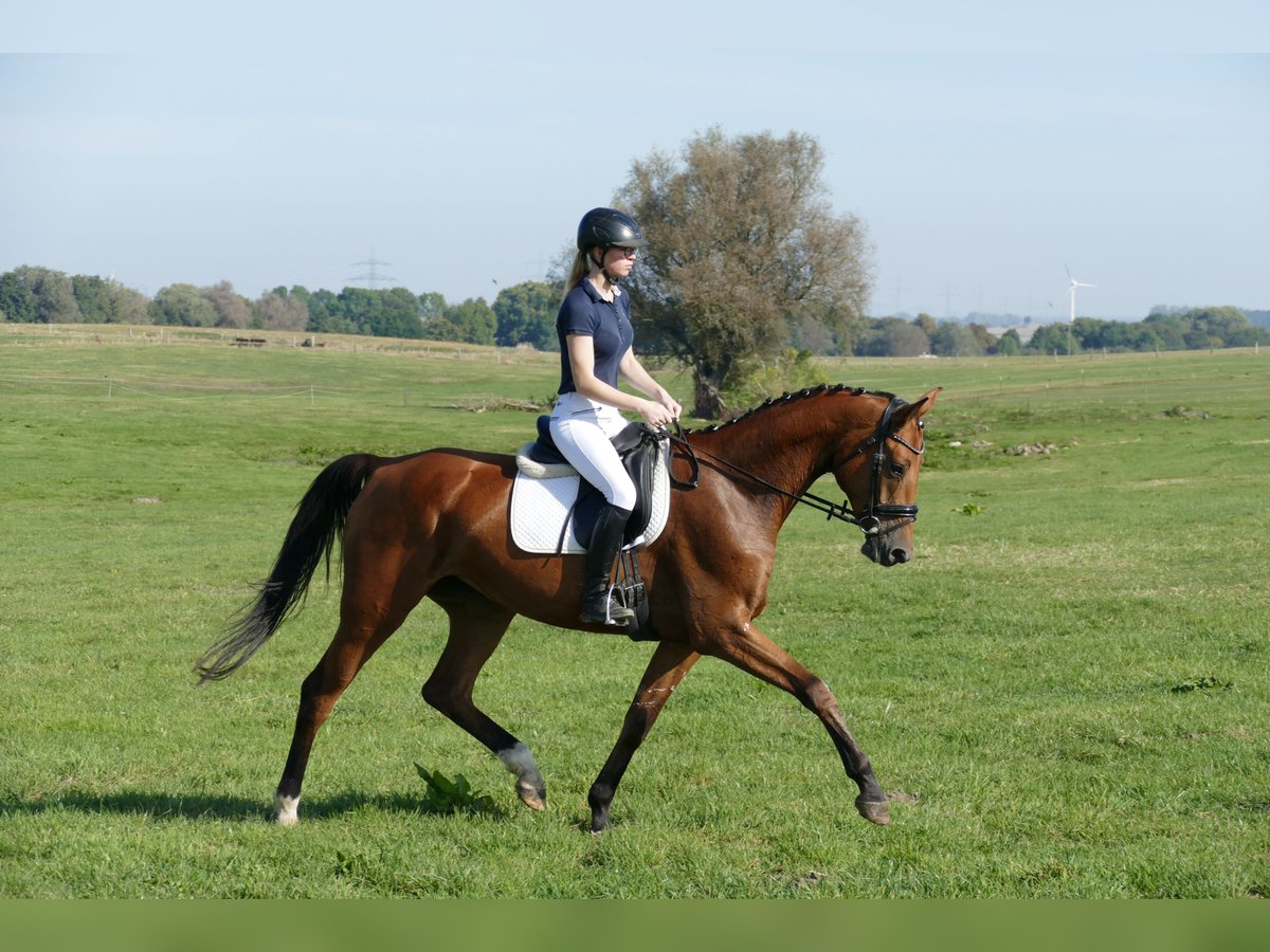 Mecklenburg-varmblod Sto 4 år 167 cm Brun in Ganschow