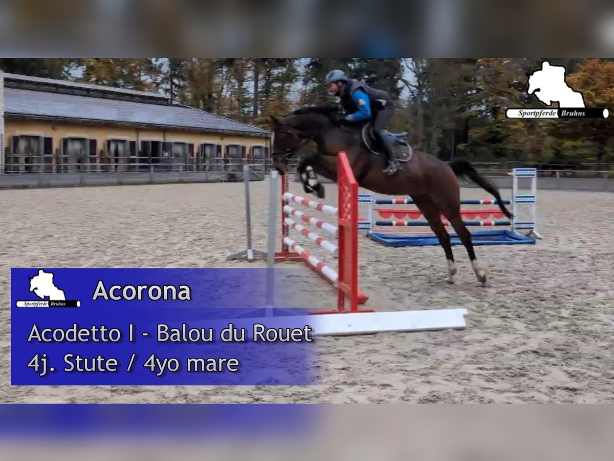 Mecklenburg-varmblod Sto 4 år 168 cm Brun in Gadow