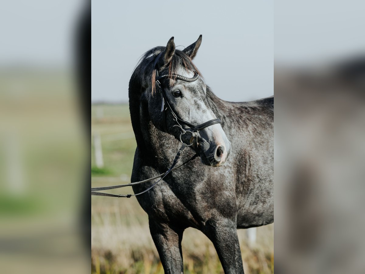 Mecklenburg-varmblod Valack 3 år 169 cm Gråskimmel in Oberkrämer