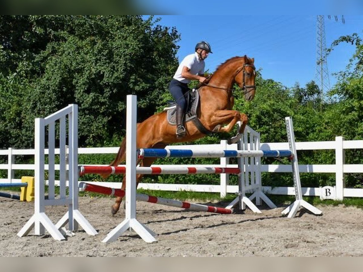 Mecklenburg-varmblod Valack 4 år 165 cm fux in Seebad Bansin