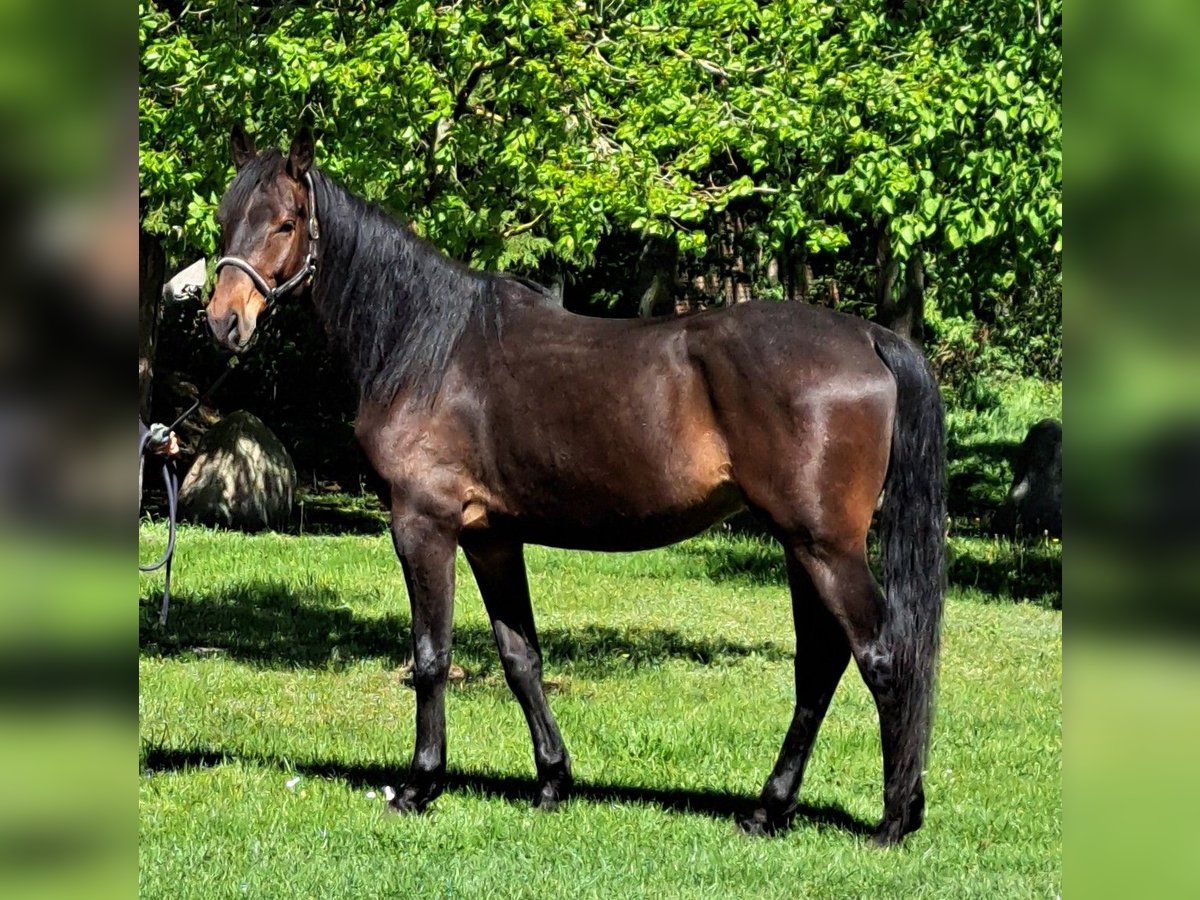 Mecklenburg-varmblod Valack 5 år 175 cm Mörkbrun in Ducherow