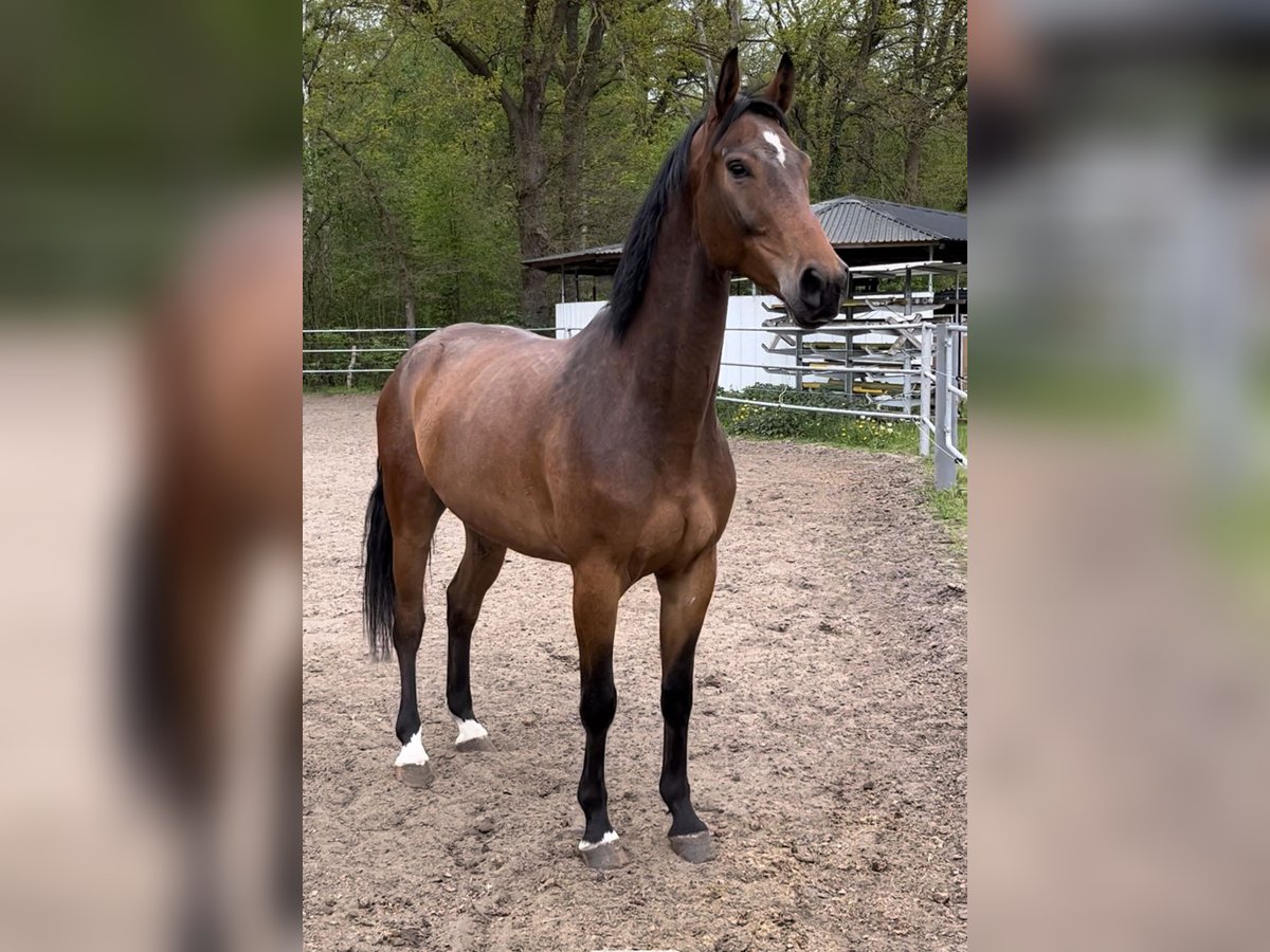 Mecklenburg-varmblod Valack 6 år 168 cm Brun in SchwanheideBoizenburg OT Schwartow