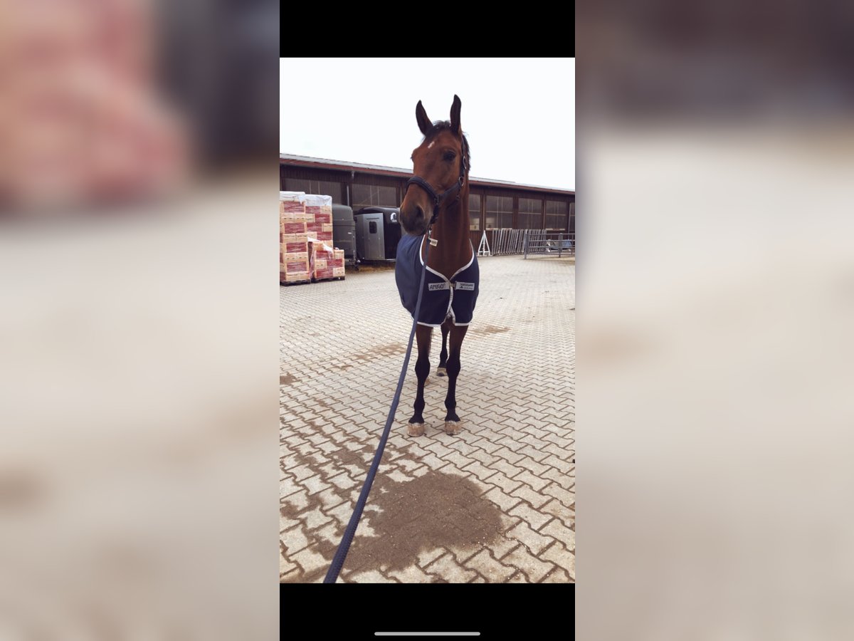 Mecklenburg Warmblood Gelding 10 years 16,3 hh Brown in Altdorf