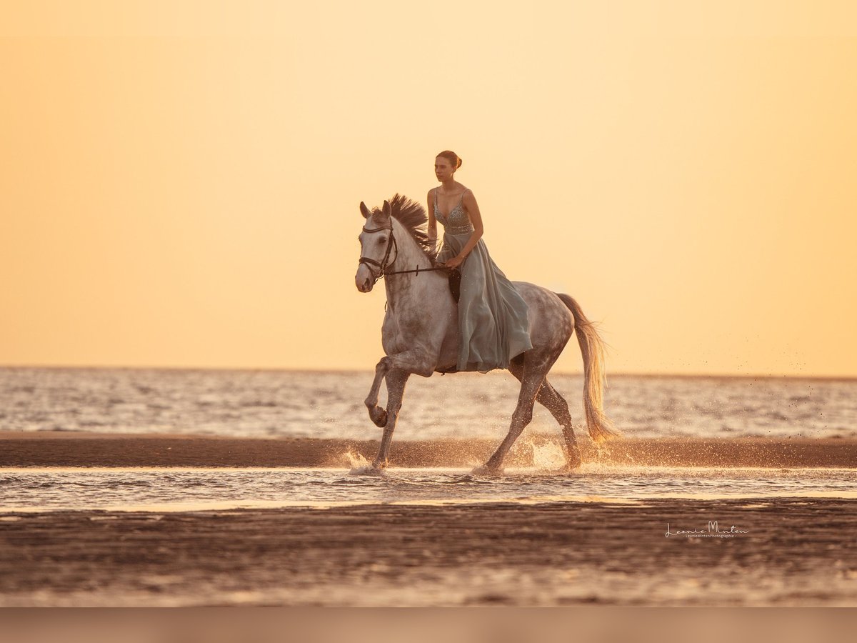 Mecklenburg Warmblood Gelding 10 years 16,3 hh Grey in Nettetal
