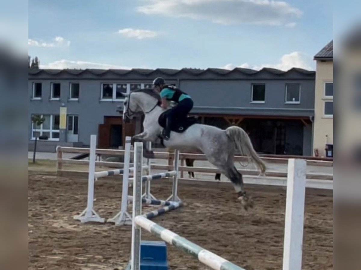 Mecklenburg Warmblood Gelding 12 years 16,2 hh Gray in Schönburg