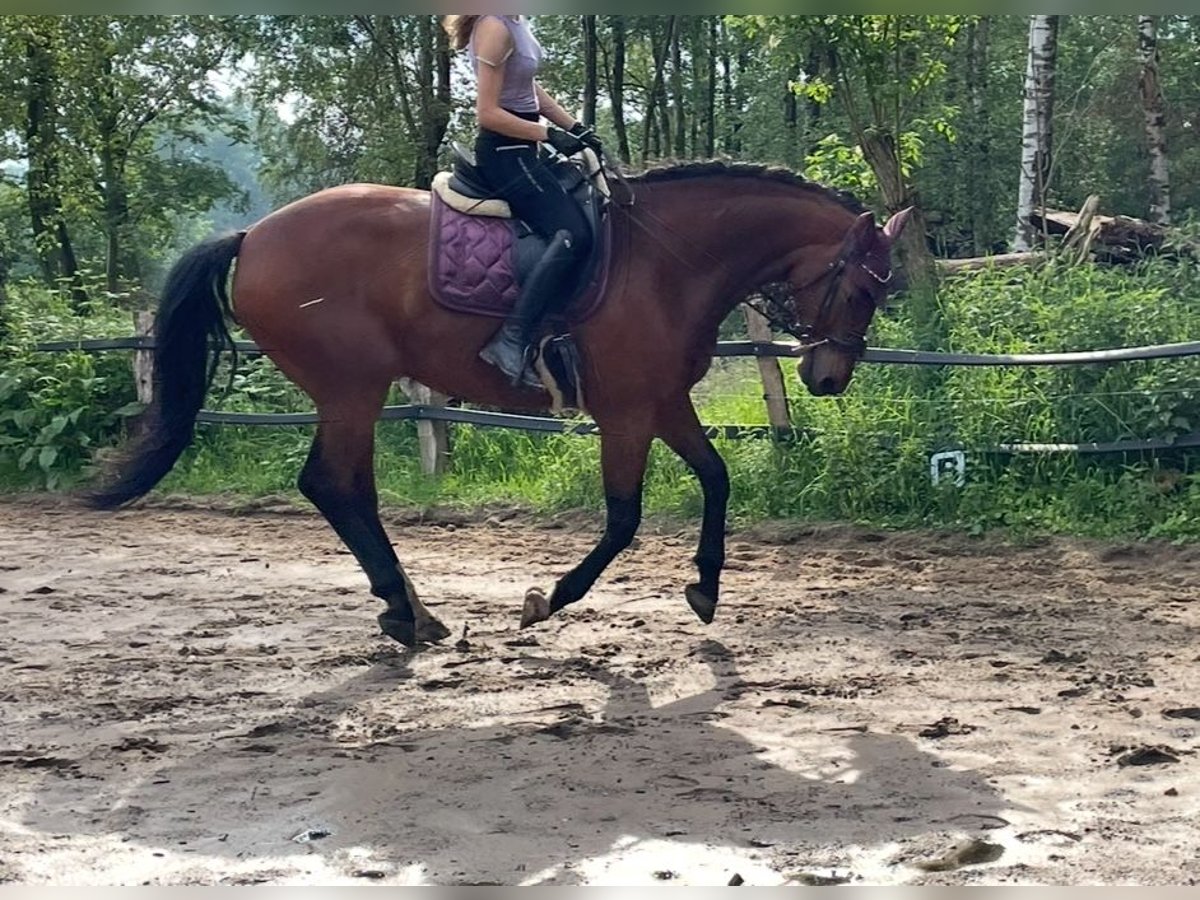 Mecklenburg Warmblood Gelding 12 years 16,3 hh Brown in Barsbüttel