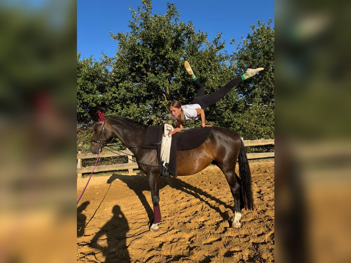 Mecklenburg Warmblood Gelding 12 years 16,2 hh Bay-Dark in Bismark (Altmark)