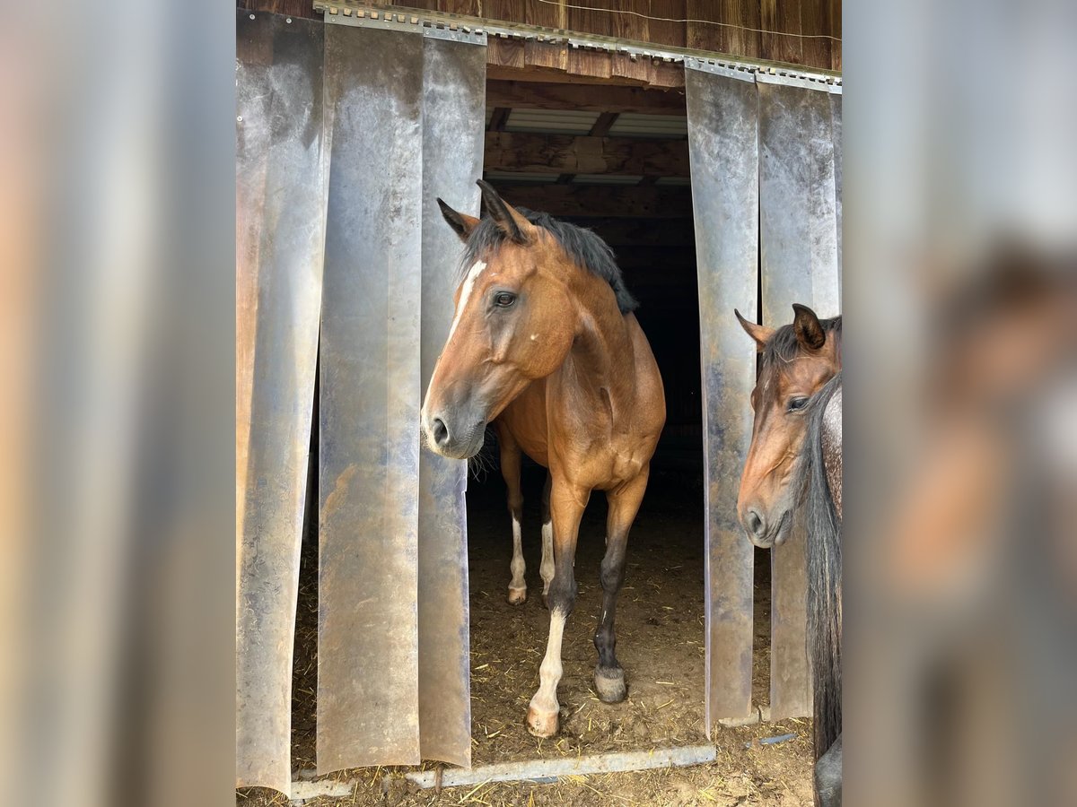 Mecklenburg Warmblood Gelding 16 years 16 hh in EssingenEssingen