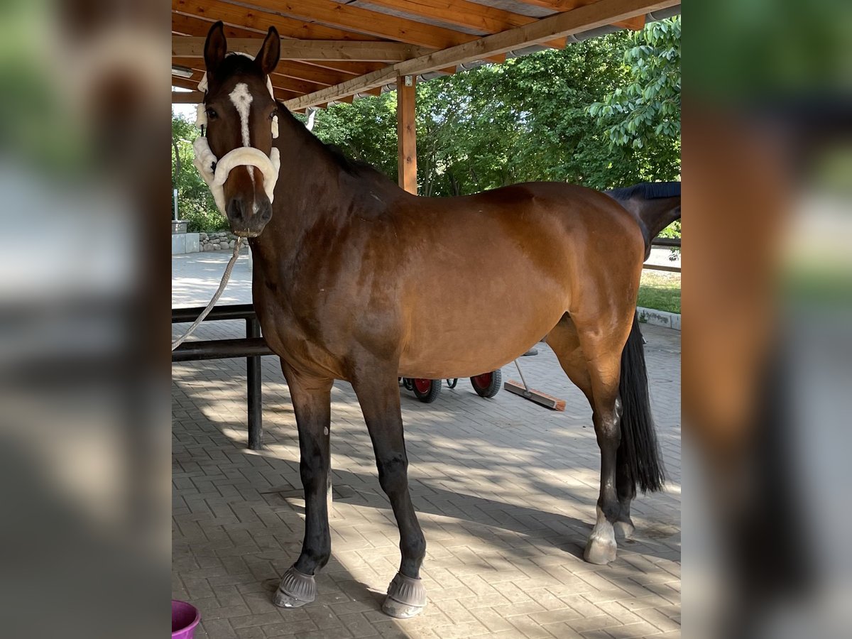 Mecklenburg Warmblood Gelding 16 years 16,2 hh Brown in Waltersdorf