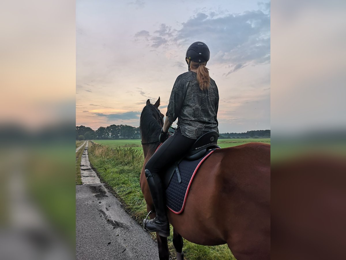 Mecklenburg Warmblood Gelding 16 years 17 hh Brown in Hetlingen