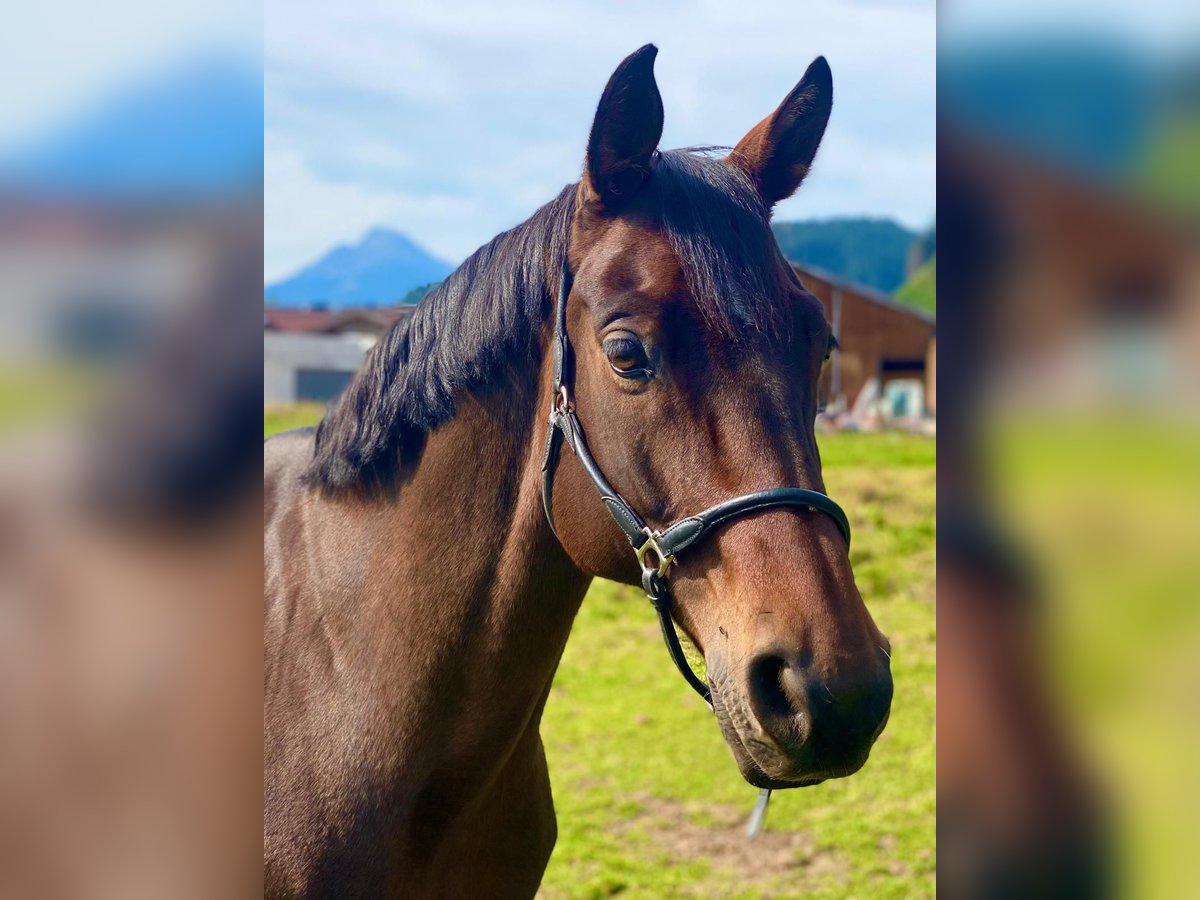 Mecklenburg Warmblood Gelding 17 years 16,1 hh Brown in Leogang