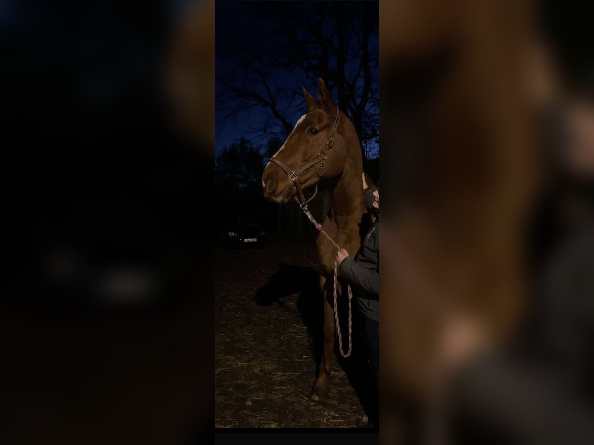 Mecklenburg Warmblood Gelding 18 years 18 hh Chestnut-Red in Breechen