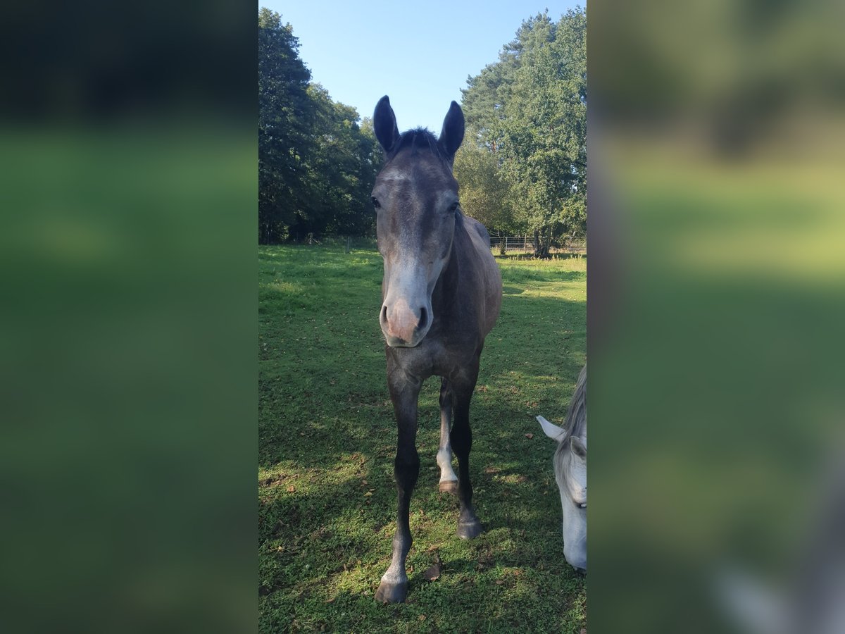 Mecklenburg Warmblood Gelding 2 years 15,2 hh Gray in Ludwigslust