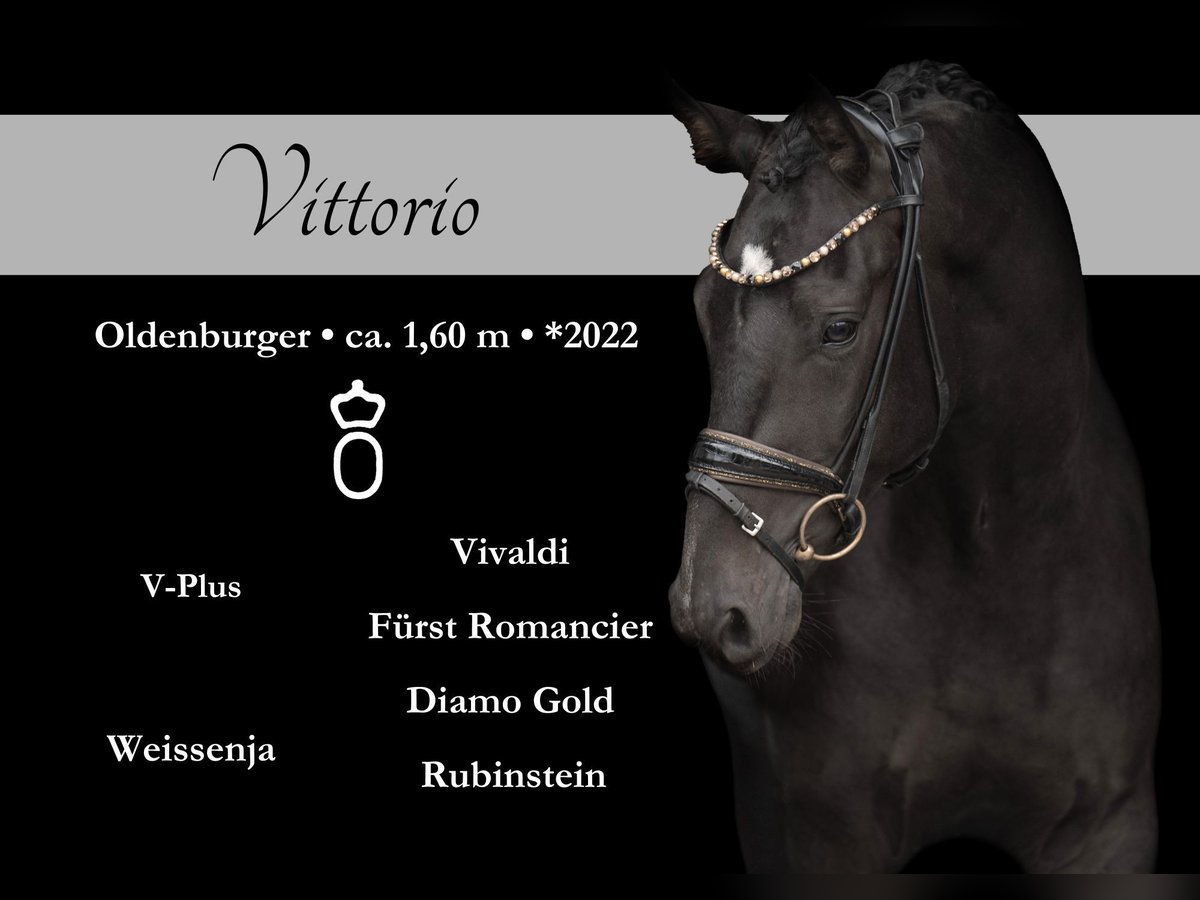 Mecklenburg Warmblood Gelding 3 years 15,2 hh Smoky-Black in Wehringen