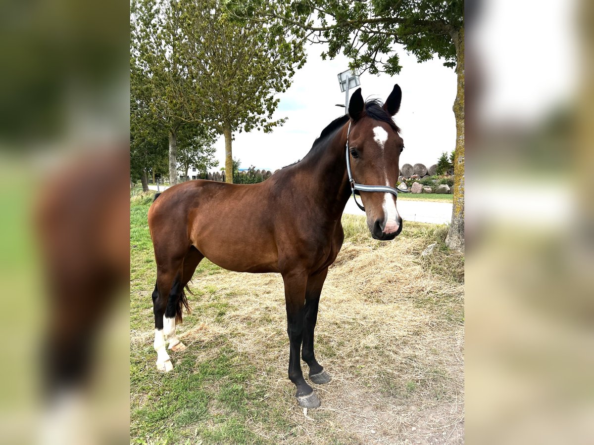 Mecklenburg Warmblood Gelding 3 years 16 hh Brown in Usedom