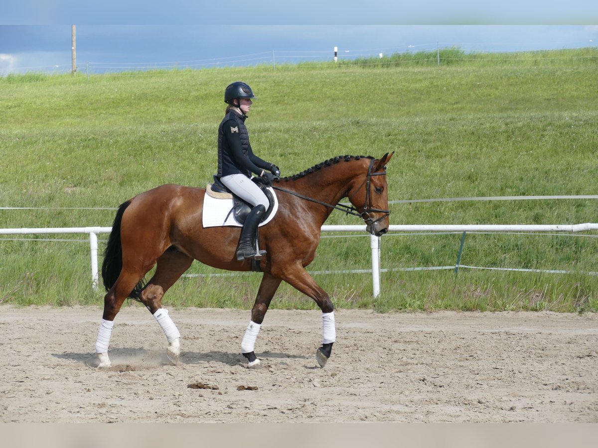 Mecklenburg Warmblood Gelding 4 years 17,1 hh Brown in Ganschow