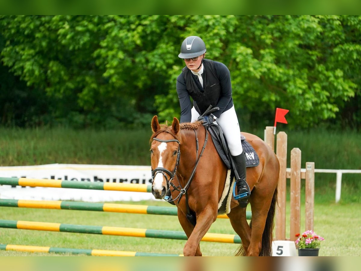 Mecklenburg Warmblood Gelding 5 years 16,1 hh Chestnut-Red in Kirch Rosin