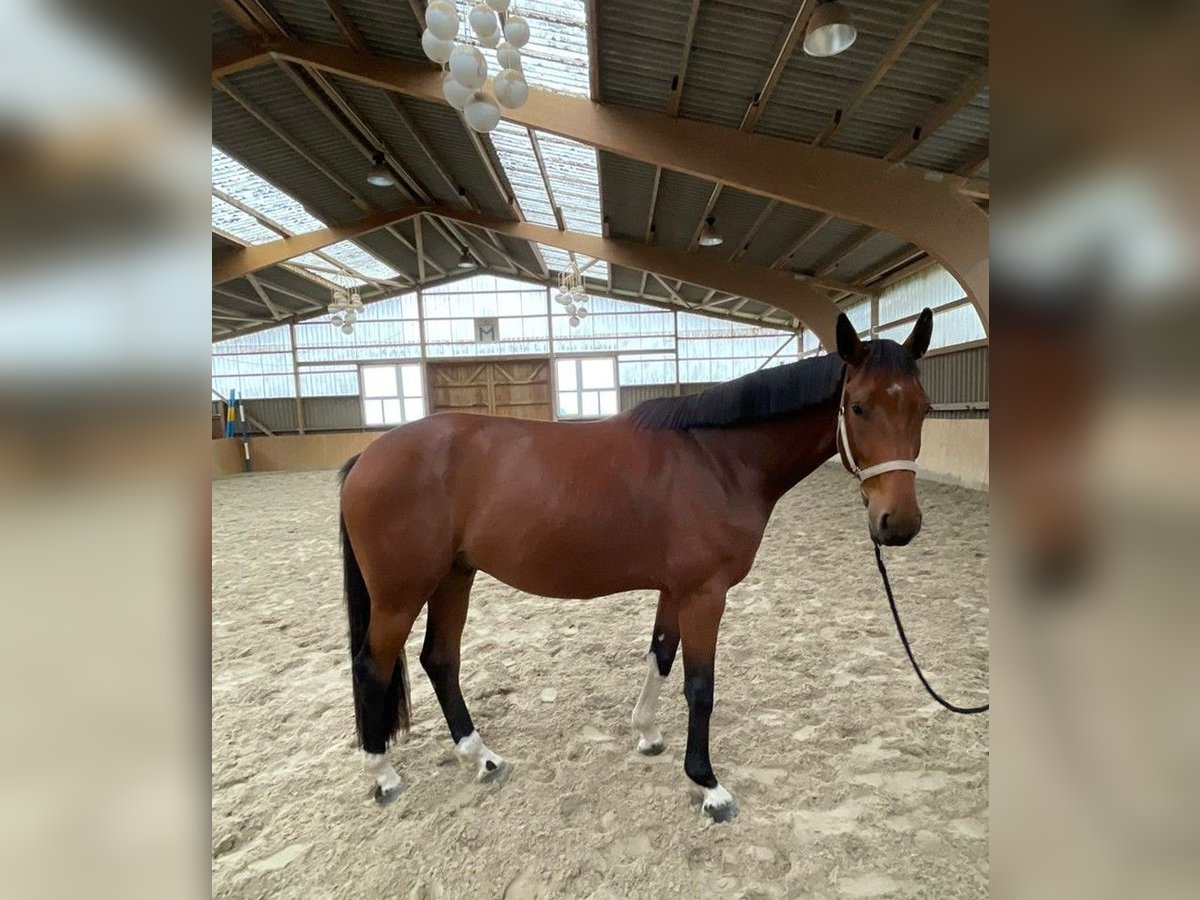 Mecklenburg Warmblood Gelding 5 years 16,2 hh Brown in Neukalen