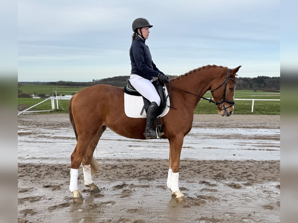 Mecklenburg Warmblood Gelding 5 years 16,2 hh Chestnut-Red in Ganschow