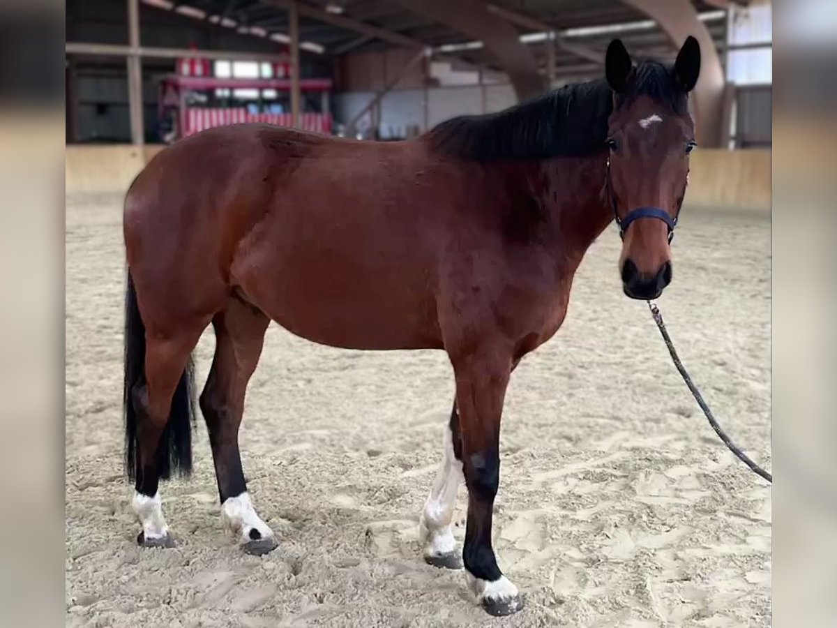 Mecklenburg Warmblood Gelding 5 years 16,2 hh Brown in Malchin