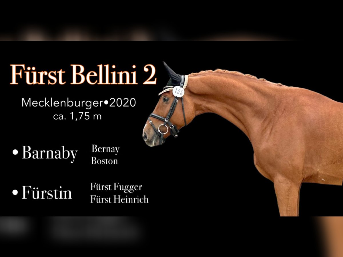 Mecklenburg Warmblood Gelding 5 years 17,1 hh Chestnut-Red in Bad K&#xF6;tzting