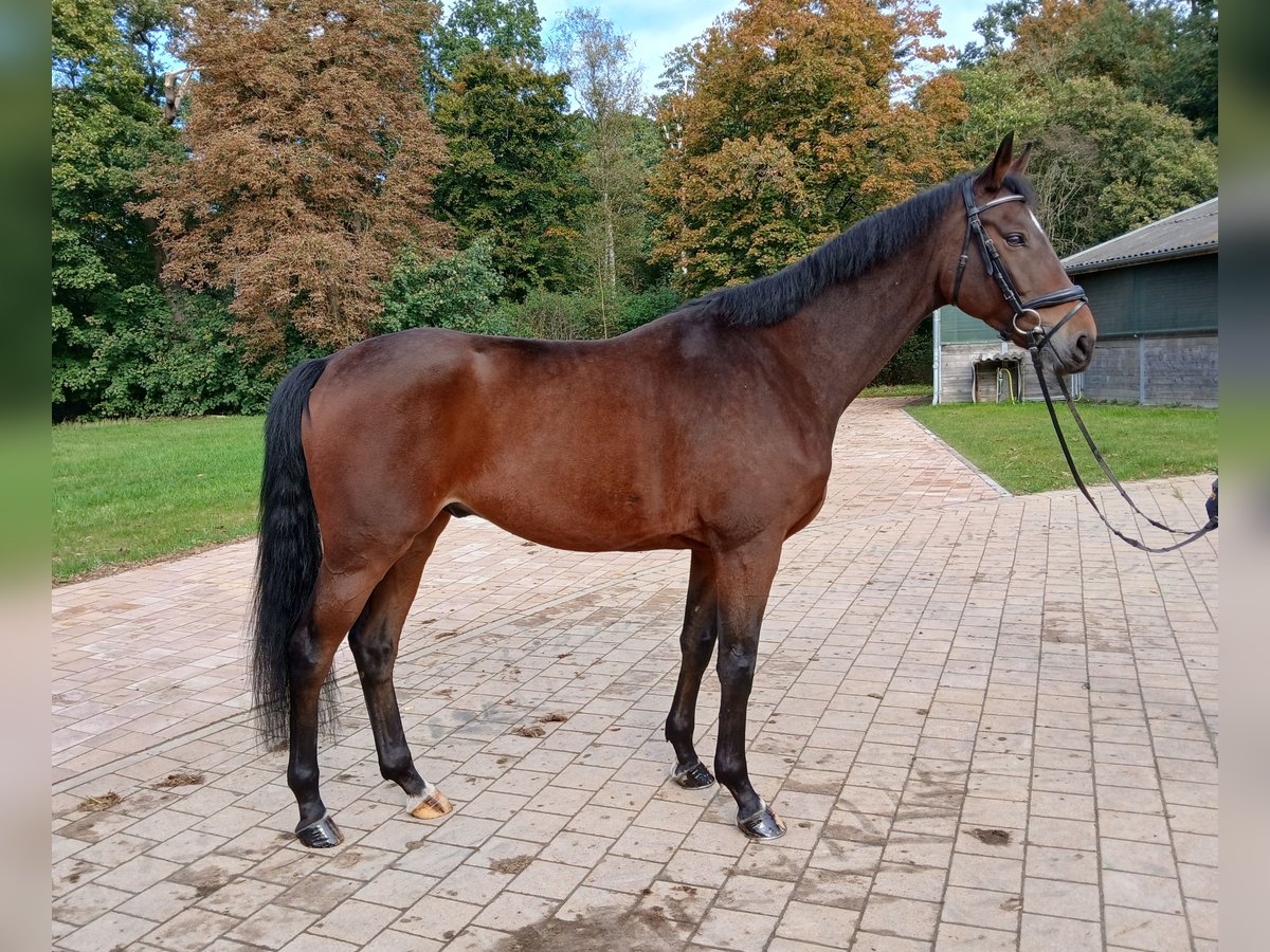 Mecklenburg Warmblood Gelding 6 years 16,1 hh Brown in Redefin