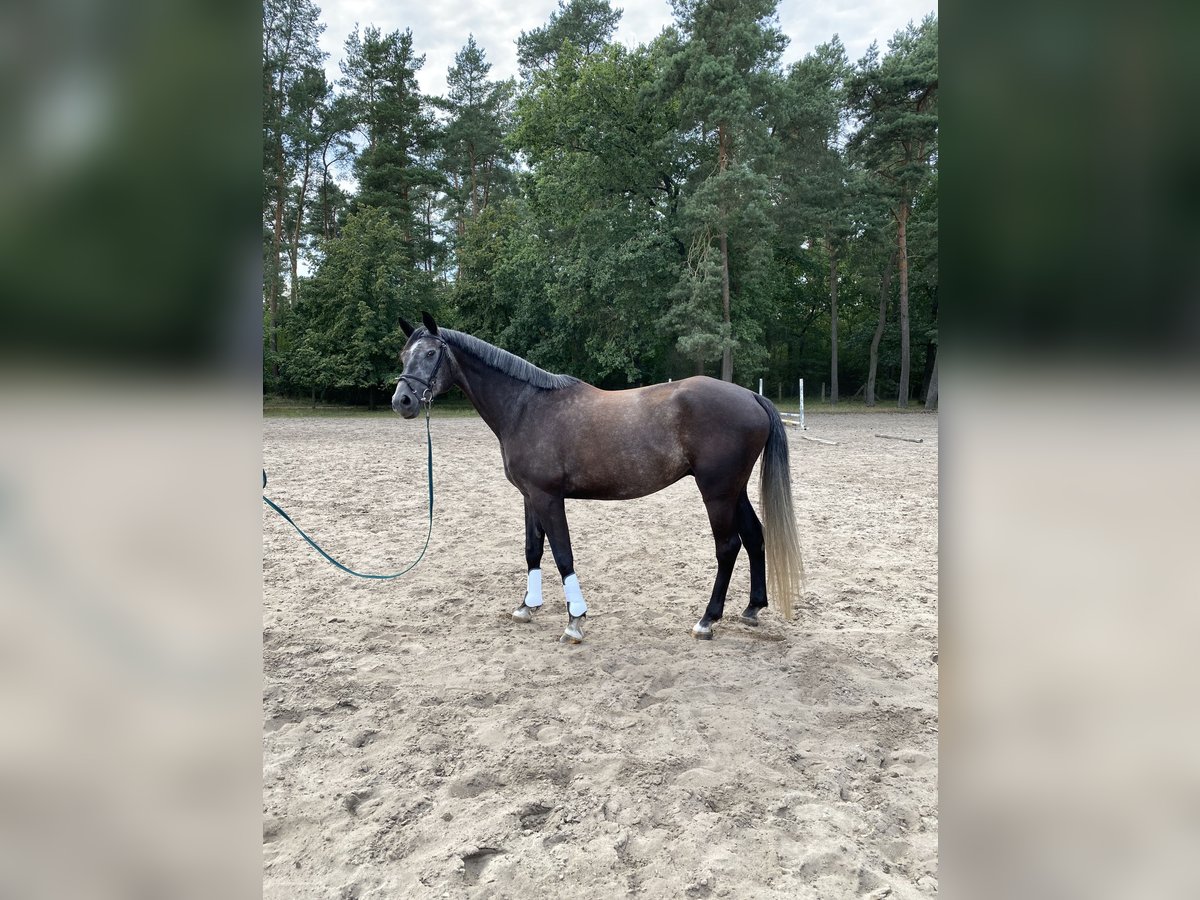 Mecklenburg Warmblood Gelding 6 years 16,1 hh Grey-Dapple in Boizenburg Mecklenburg Warmblood Gelding 6 years 16,1 hh Grey-Dapple in Boizenburg