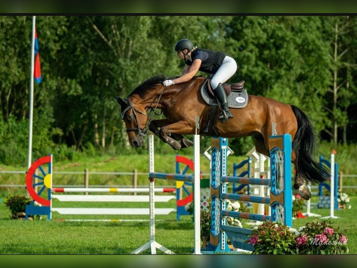 Mecklenburg Warmblood Gelding 6 years 17,1 hh Brown in Jever