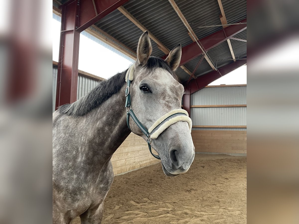 Mecklenburg Warmblood Gelding 6 years 17,1 hh Grey-Red-Tan in Hamburg