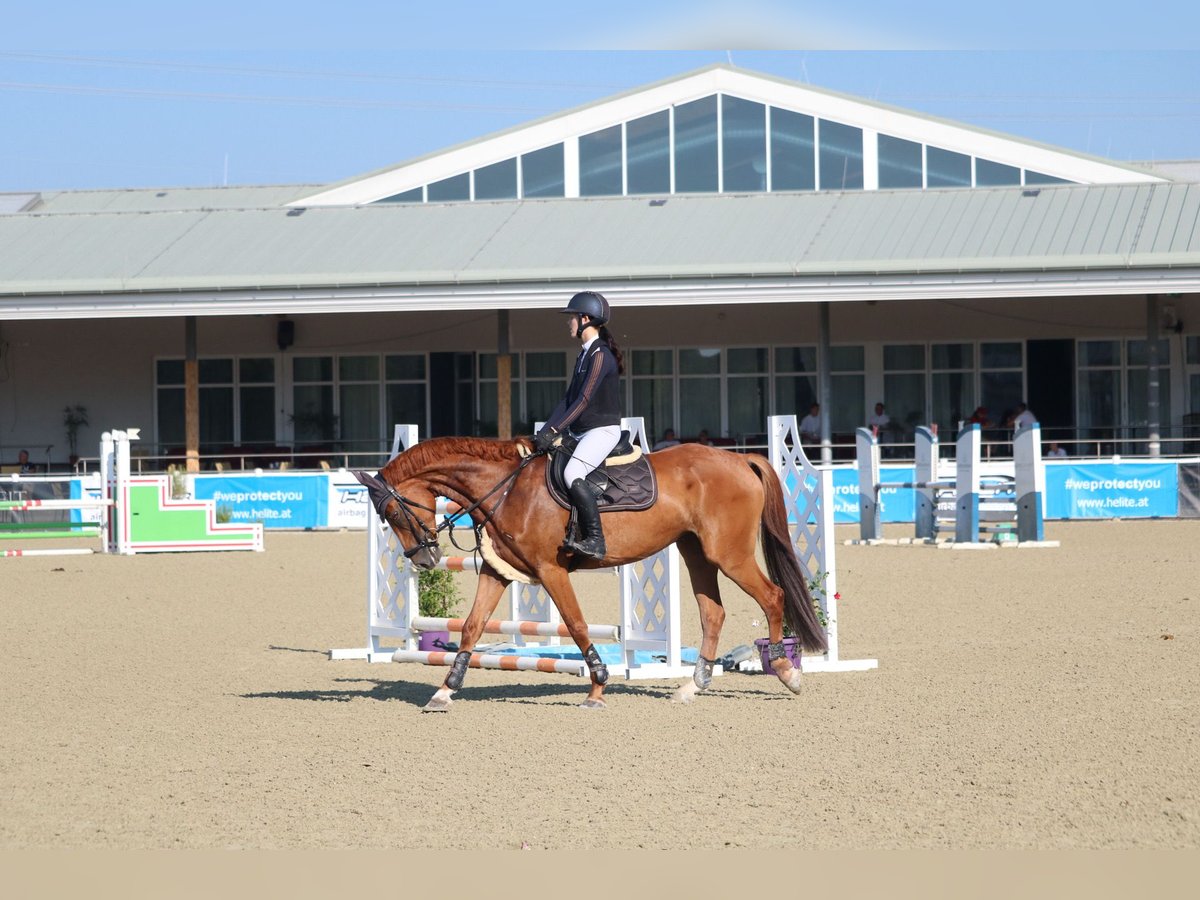 Mecklenburg Warmblood Gelding 7 years 16,1 hh Chestnut-Red in Ebreichsdorf