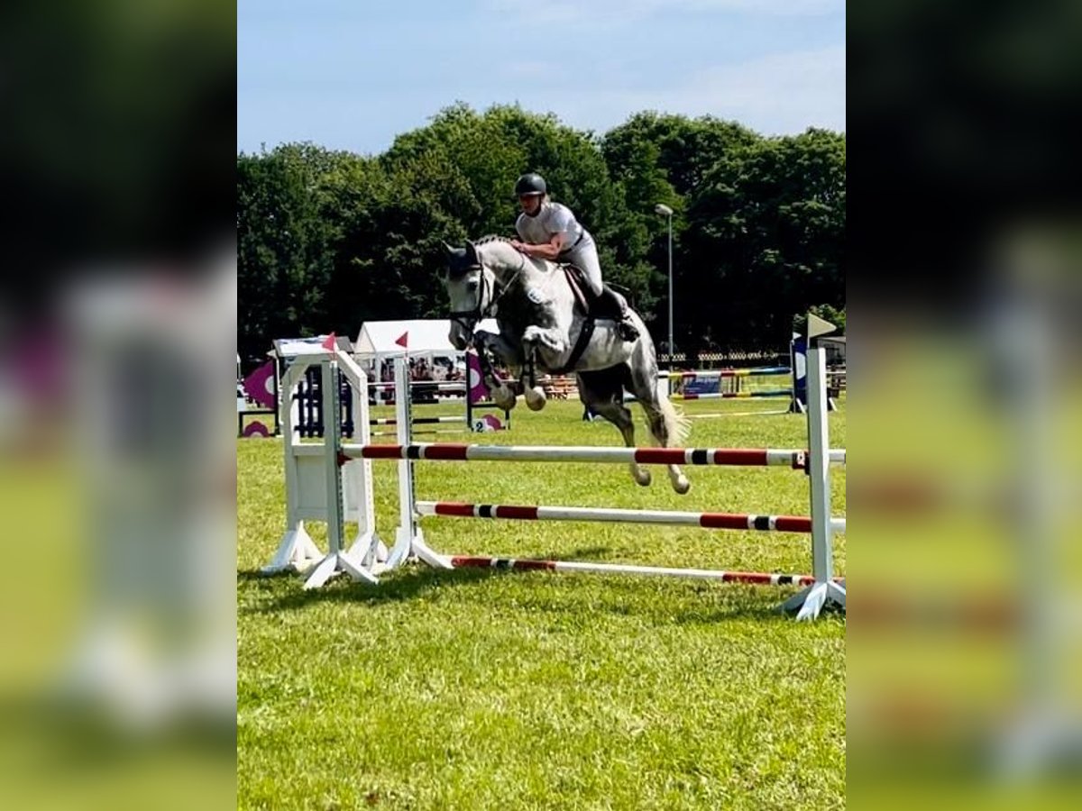 Mecklenburg Warmblood Gelding 7 years 17,3 hh Gray in Warnkenhagen