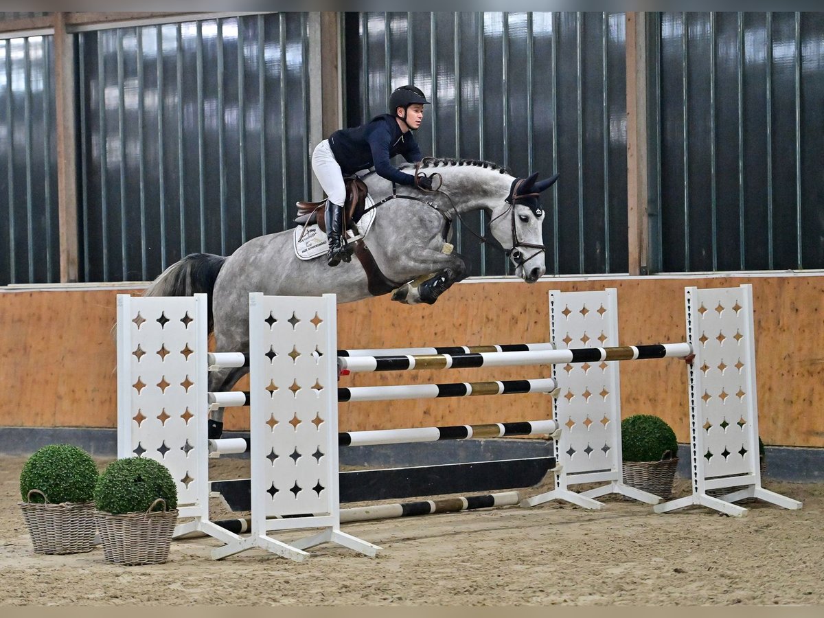 Mecklenburg Warmblood Gelding 7 years 17 hh Gray in Steinfeld (Oldenburg)