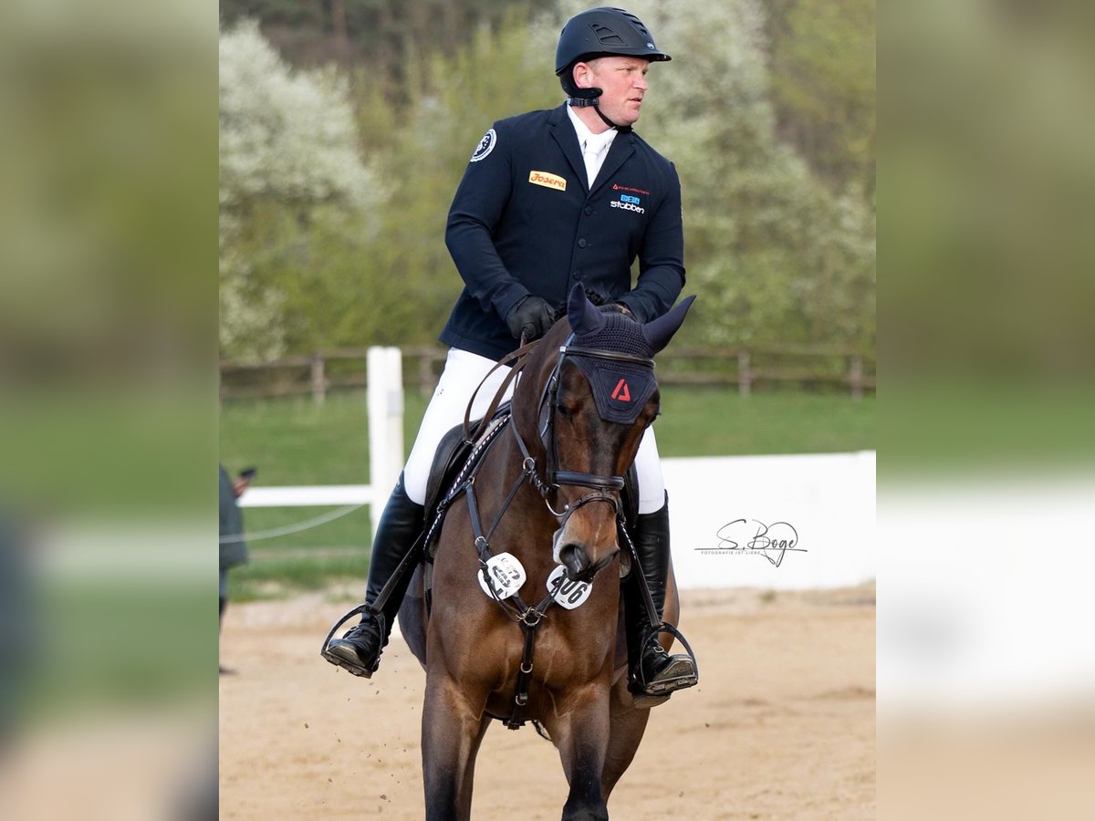 Mecklenburg Warmblood Gelding 8 years 16,1 hh Bay-Dark in Weitendorf