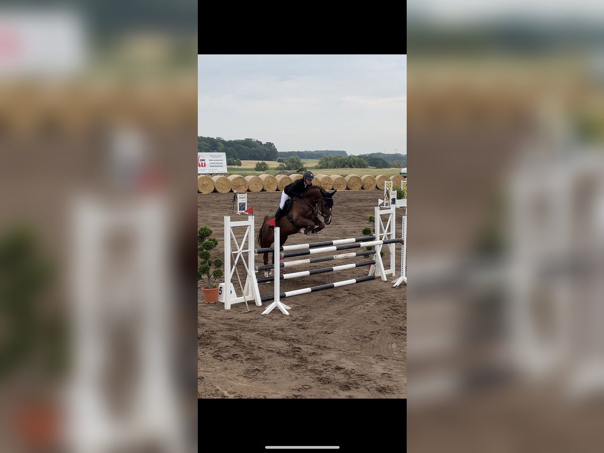 Mecklenburg Warmblood Gelding 8 years 16,1 hh Chestnut in Petersberg