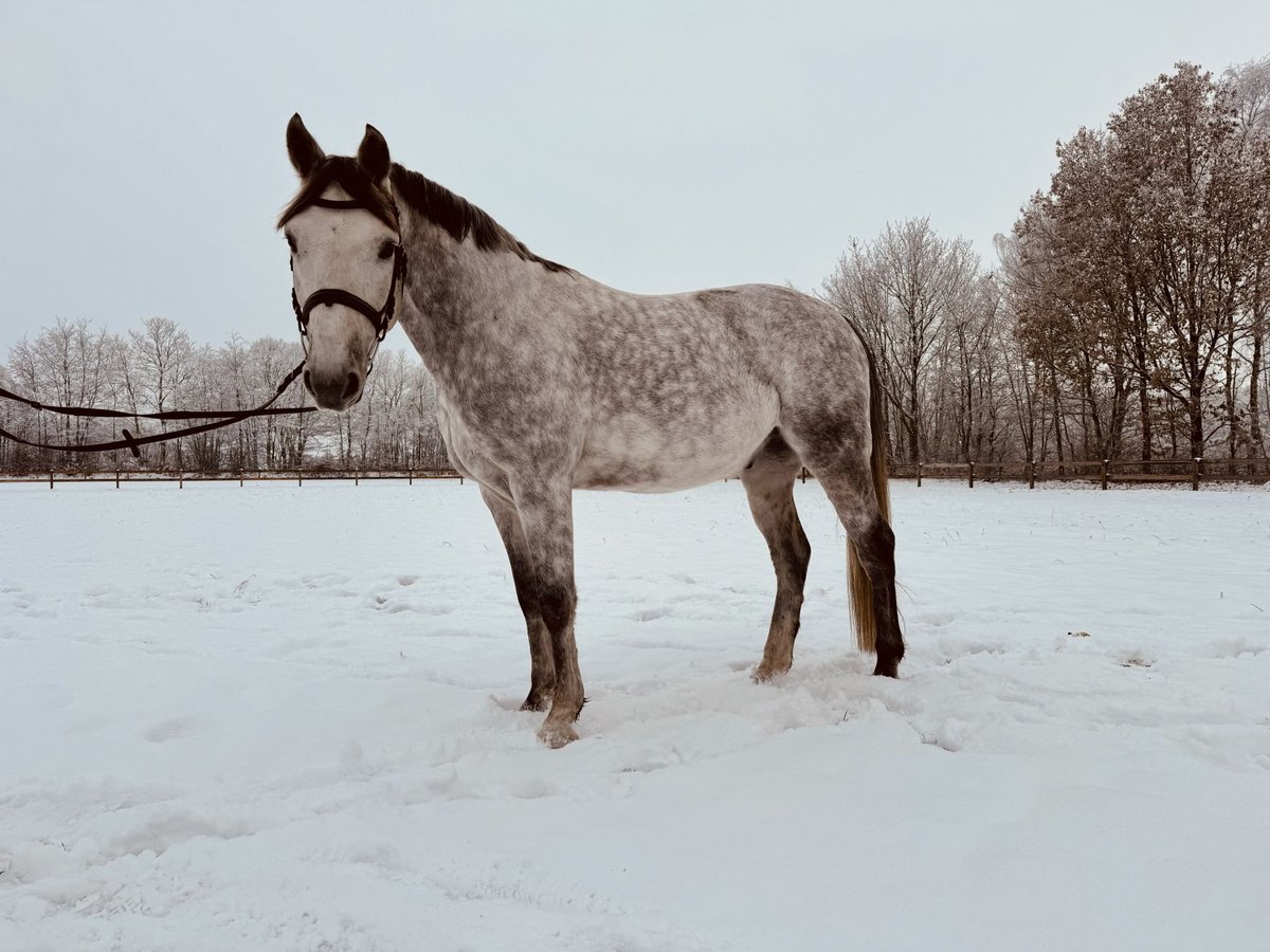 Mecklenburg Warmblood Gelding 8 years 16,1 hh Gray in Nortorf