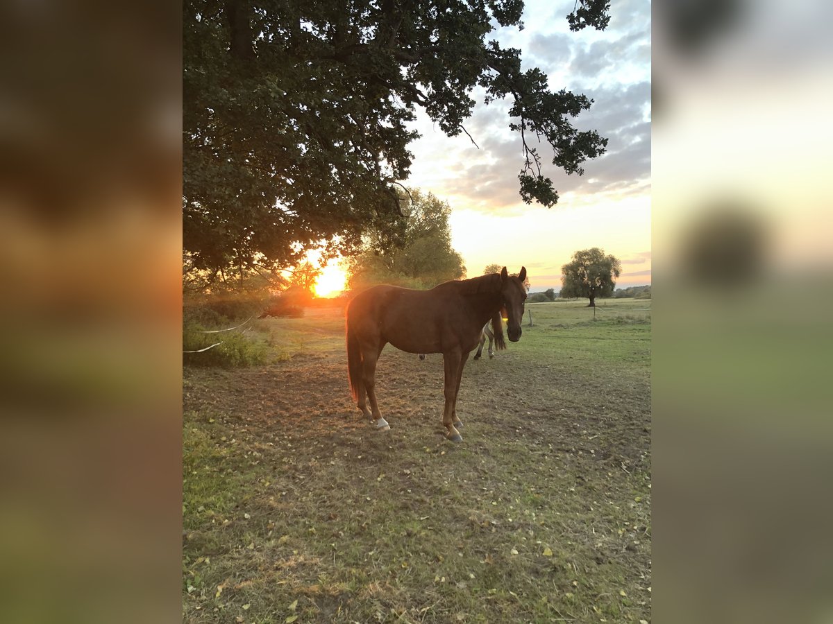 Mecklenburg Warmblood Gelding 8 years 16 hh Sorrel in Bleckede