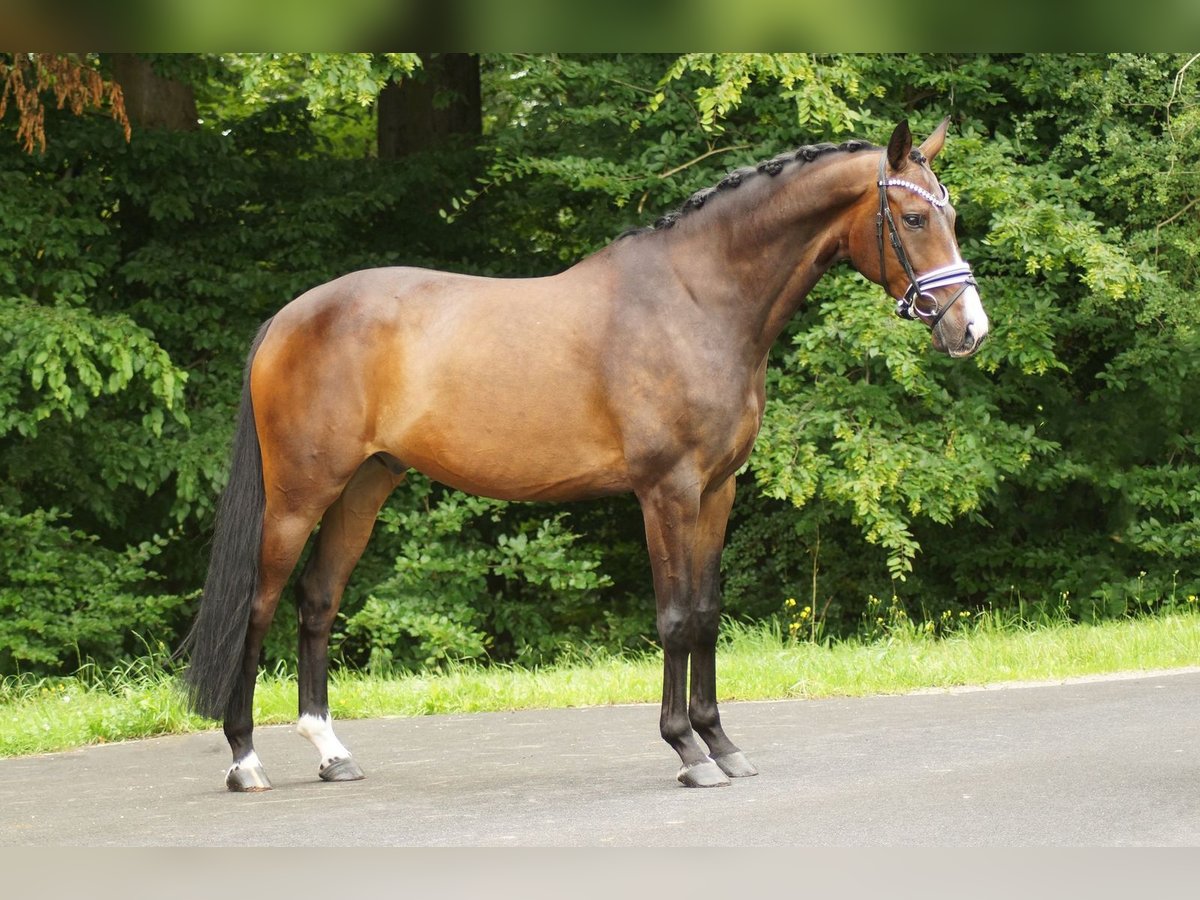 Mecklenburg Warmblood Gelding 8 years 16,2 hh Bay-Dark in Gleichen